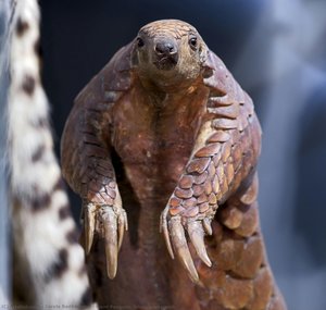 Giant Pangolin (biodiversity wall)