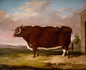 Longhorn Cow — Thomas Walker Bretland