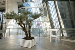 Wish Tree For Bilbao — Ono Yōko, Contemporary Minimalism