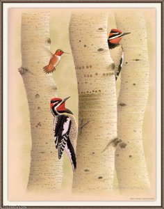 Red-napped Sapsucker — August Albert Zimmermann