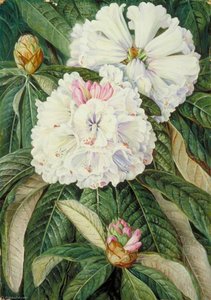 Foliage And Flowers Of The Indian Rhododendron Grande — Marianne North