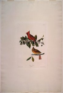Cardinal Grosbeak — Robert Havell