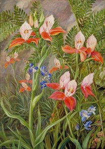 The Glory Of Table Mountain, Cape Of Good Hope — Marianne North, Victorian Botanical Painting
