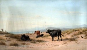 Cattle and Landscape