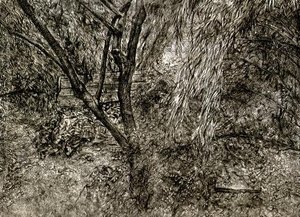 The Painter's Garden — Lucian Freud