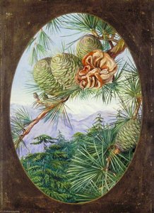 El Deodar O Cedro De La India — Marianne North