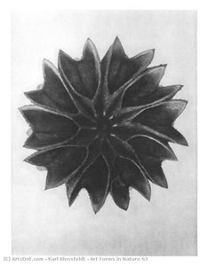 Art Forms In Nature 63 — Karl Blossfeldt