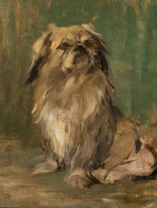 Mr Wu – A Pekingese