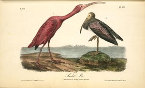 Scarlet Ibis. 1. Adult Male. 2. Young, Second Autumn — Джон Јејмс Одобон, Realism