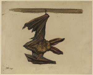 Long-eared Bat — James Ward