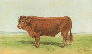 Limousin bull