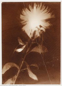 Untitled [flower]