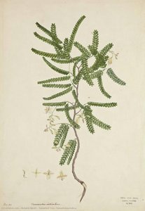 Tamarind Tree (tamarindus Indica) — Ram Dass