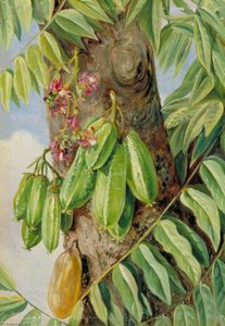 Die Bilimbi Oder Blimbing, Jamaika — Marianne North, Marianne North Galerie