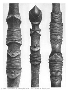 Art Forms In Nature 14 — Karl Blossfeldt