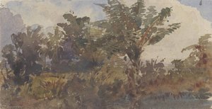 Landscape with Palm