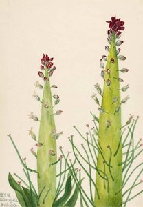 Squaw Cabbage (caulanthus Inflatus) — Mary Vaux Walcott