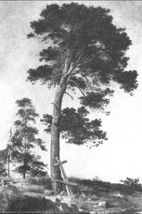 Pine On The Valaam (etude) — Ivan Ivanovich Shishkin, Contemporary Realism