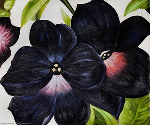 Black And Purple Petunias — Georgia O'keeffe