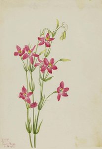 Pink Centaurium (centaurium Venustum) — Mary Vaux Walcott