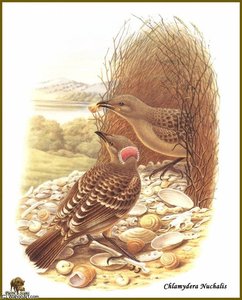 Jardinier _nuque Rose — John Gould