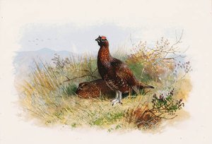 A Pair Of Red Grouse — Archibald Thorburn