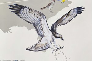 Osprey — Jane Kim
