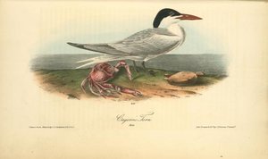 Cayenne Tern. Male — John James Audubon