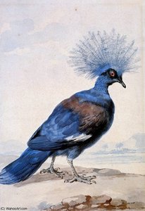 Crowned Pigeon Sun — Aert Schouman