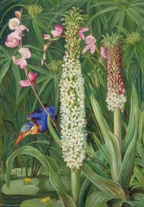 グラハムズタウン近郊の水辺の植物とカワセミ — マリアン・ノース