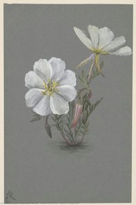 Giant Helleborine (Epipactia gigantea)
