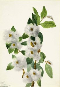 Rock Willow (salix Vestita) — Mary Morris Vaux Walcott