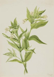 Yellow Willow Weed (epilobium Lutem) — Mary Vaux Walcott