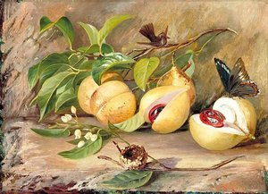 Foliage, Flowers And Fruit Of The Nutmeg Tree And Humming Bird, Jamaica — Marianne North