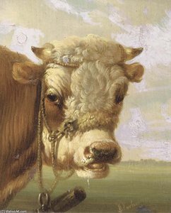 A Bull's Head — Albertus Verhoesen