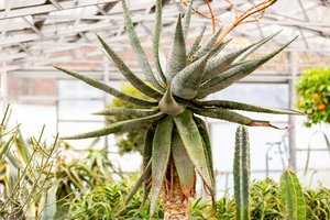 Aloe marlothii, Hampton Court Palace