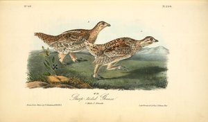 Sharp-tailed Grouse. 1. Male. 2. Female — Джон Јејмс Одобон