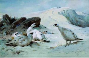 Ptarmigan In The Snow — Archibald Thorburn