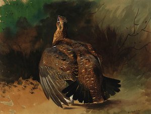 A Red Grouse Displaying — Archibald Thorburn
