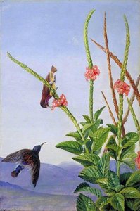 Honeysucker At Work, Sarawak, Borneo — Marianne North