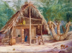 A Tripod Cocoanut, Mahé, Seychelles — Marianne North