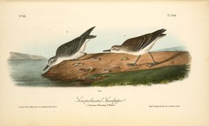 Semipalmated Sandpiper. 1. Summer Plumage. 2. Winter — John James Audubon