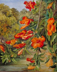 Laub Und Blüten Eines Indischen Baumes — Marianne North, Viktorianische Botanische Malerei