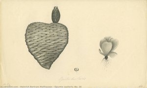 Opuntia casilaris, No. 26