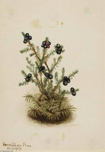 Crowberry (empetrum Nigrum) — Mary Vaux Walcott