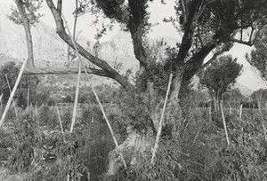 Olive Tree, Zucco, Sicily — Thomas Roma
