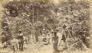 Coffee Harvesting At San Isidro Elevation 1000 Feet, Guatemala — Eadweard J Muybridge