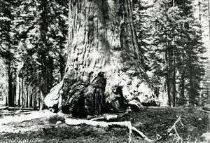 Base Of The Grizzly Giant - — Carleton Emmons Watkins