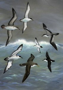 Bird Plate 04 — John A. Crosby