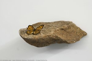 A dead butterfly